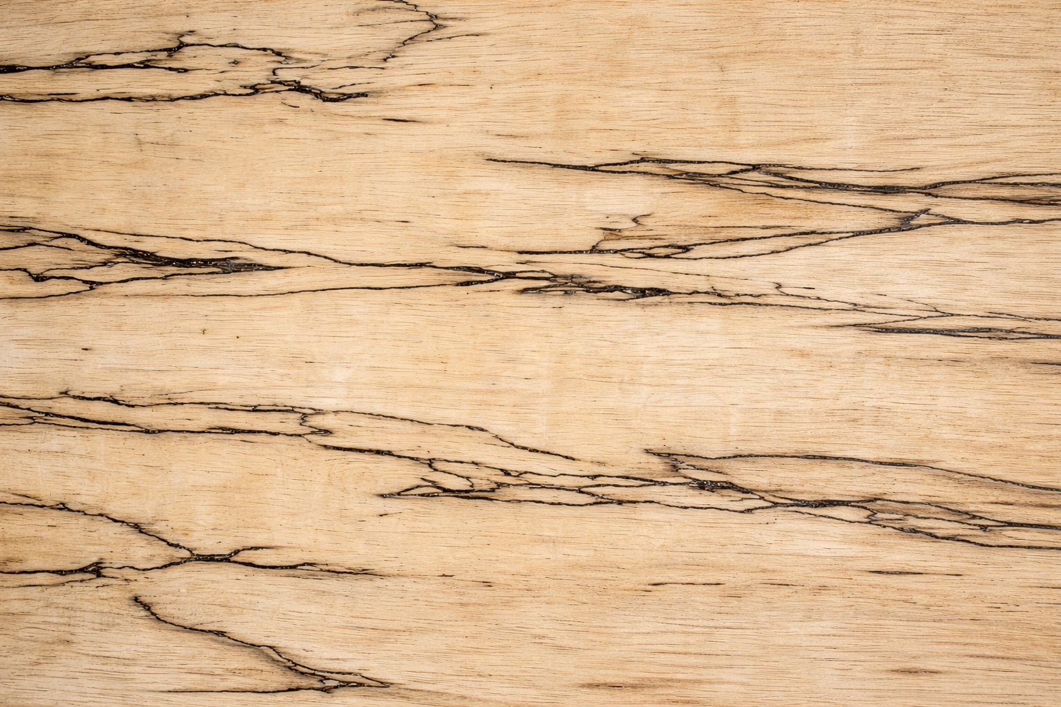 Spalted maple wood sample showing dramatic black zone lines